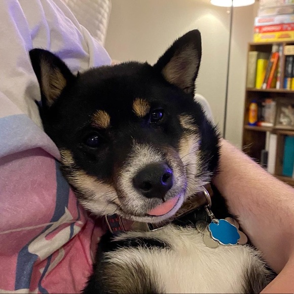 Meet your Posher, Jodie - Picture 7 of 7